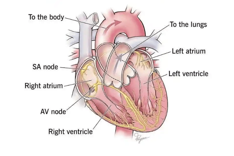 Mechanisms of Cardiac Arrest
