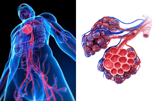 Venous vs Arterial Bleeding: Type of Bleeding and First Aid