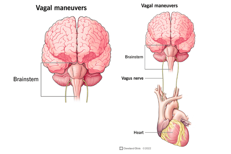 Introduction to Vagal Maneuvers