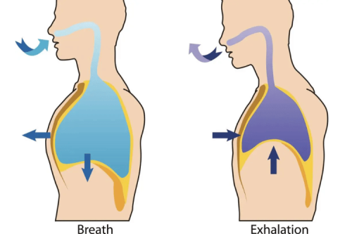 Paradoxical Breathing: Causes, Symptoms, and What You Need to Know